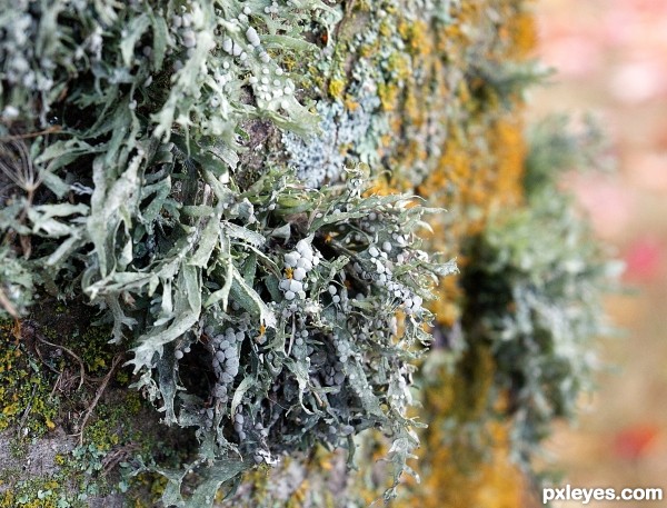 Lichen on tree